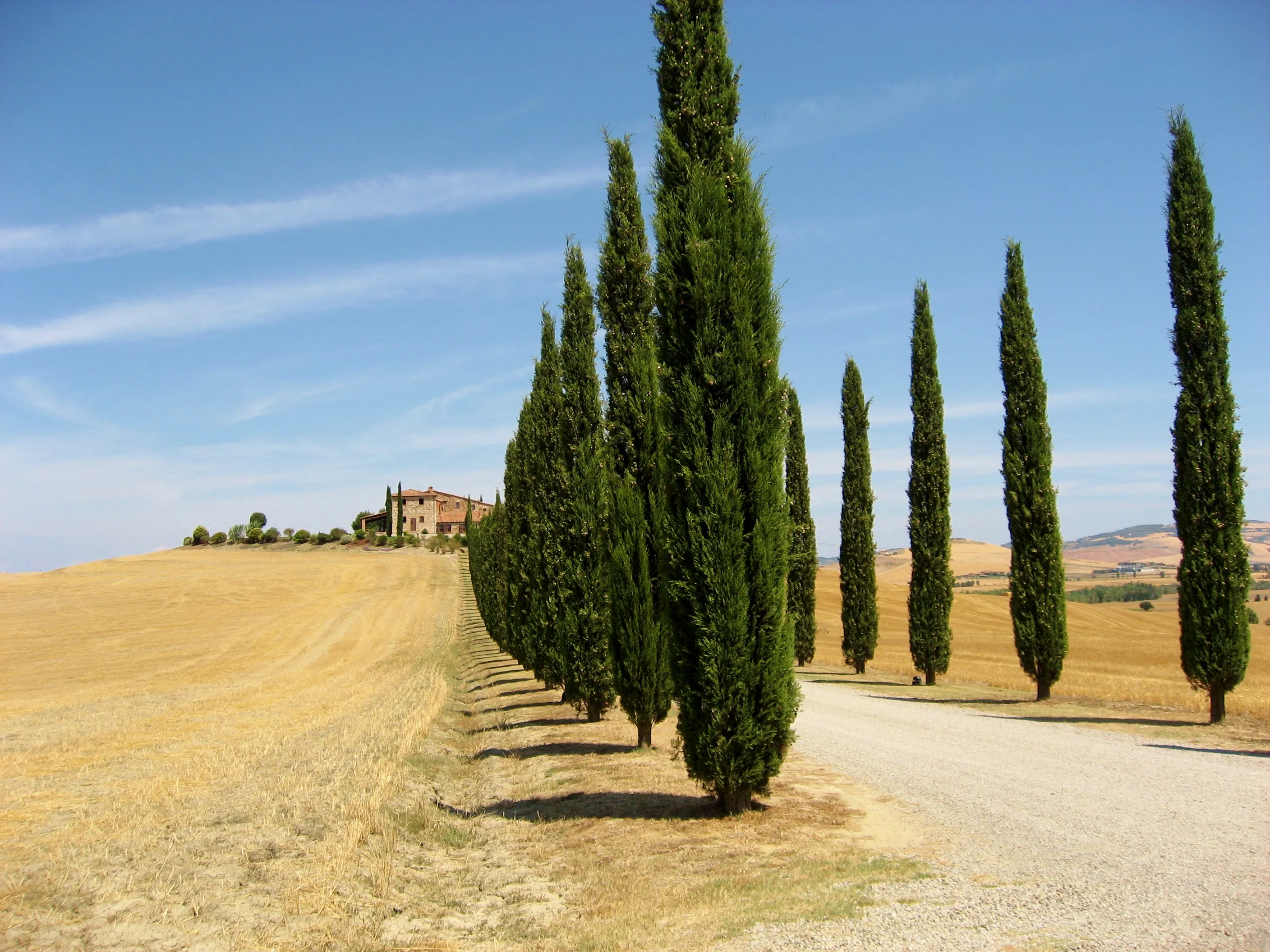 Cypress-lined road and rolling summer hills in Val d'Orcia, Tuscany